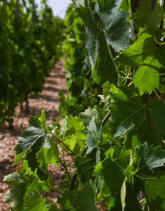 Vinos del Etna: ¿Cómo influyen los elementos naturales en los viñedos?